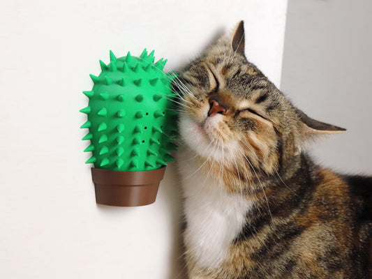 Cacto Arranhador Gato